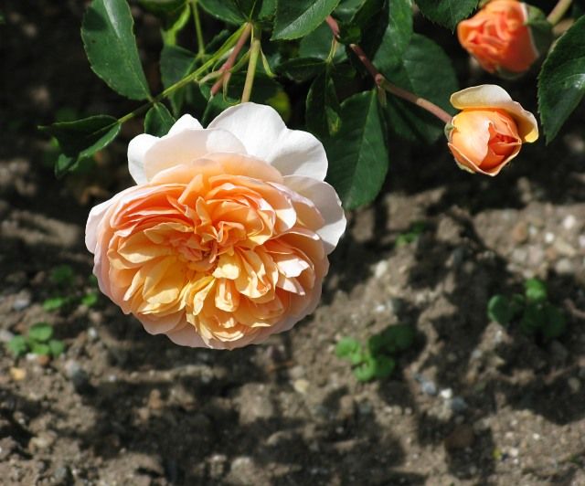  photo PortSunlightatfiloliIMG_0967CL_zps1ea842b3.jpg